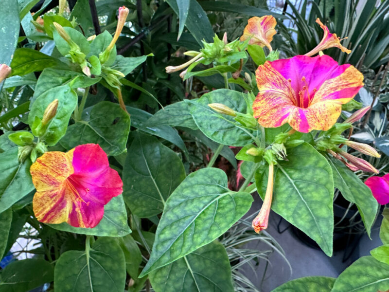 Belles-de-nuit (Mirabilis jalapa) 'Arlequin' en été sur mon balcon, Paris 19e (75)