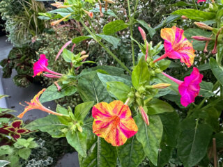 Belles-de-nuit (Mirabilis jalapa) 'Arlequin' en été sur mon balcon, Paris 19e (75)