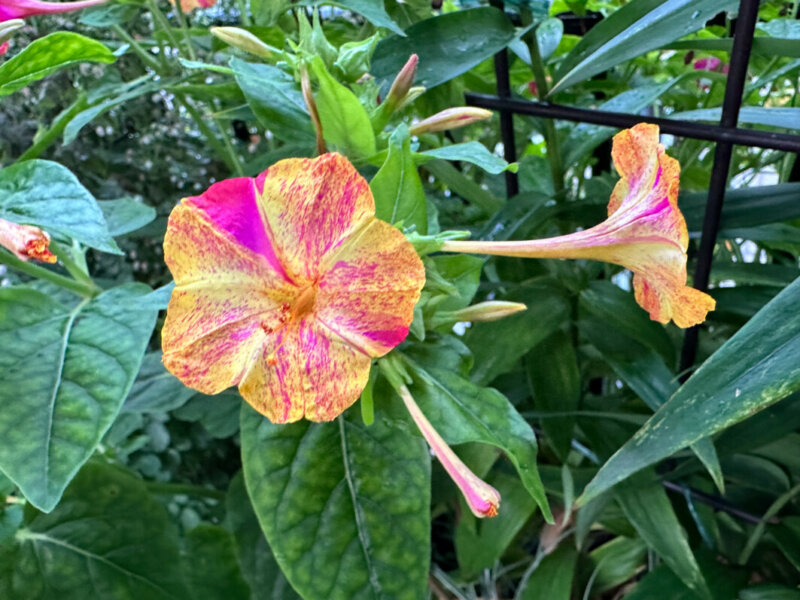 Belles-de-nuit (Mirabilis jalapa) 'Arlequin' en été sur mon balcon, Paris 19e (75)