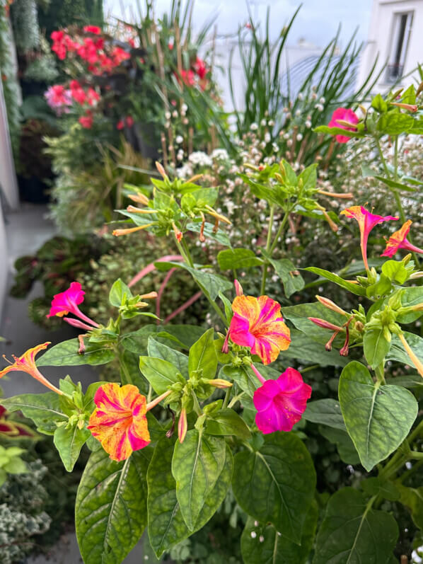 Belles-de-nuit (Mirabilis jalapa) 'Arlequin' en été sur mon balcon, Paris 19e (75)