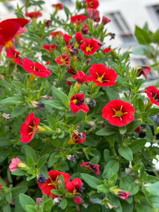 Calibrachoa Cabaret Special Red Kiss en été sur mon balcon, Paris 19e (75)