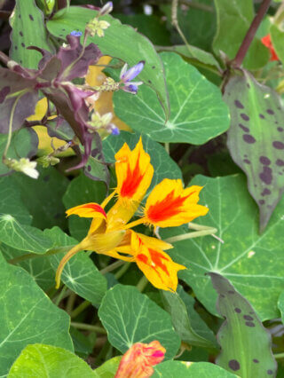 Capucine 'Phoenix' en été sur mon balcon, Paris 19e (75)