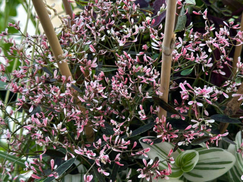 Euphorbia hypericifolia Flamingo Rose en été sur mon balcon, Paris 19e (75)