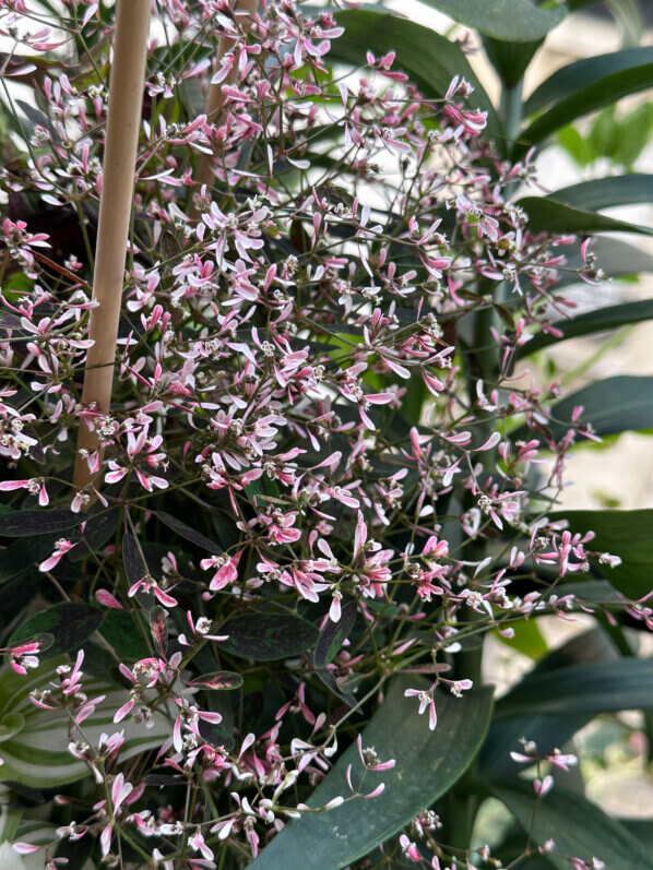 Euphorbia hypericifolia Flamingo Rose en été sur mon balcon, Paris 19e (75)