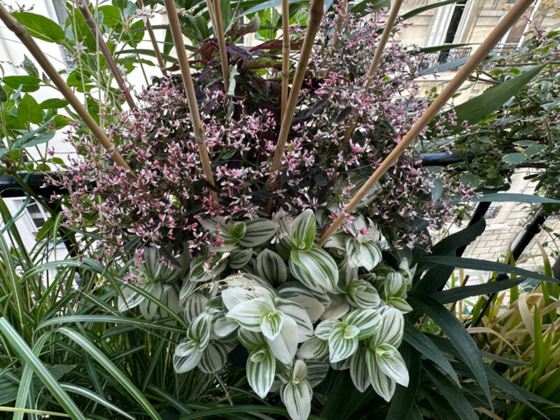 Potée d'Euphorbia hypericifolia Flamingo Rose, Tradescantia et coléus en été sur mon balcon, Paris 19e (75)