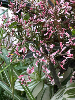 Euphorbia hypericifolia Flamingo Rose en été sur mon balcon, Paris 19e (75)