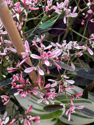 Euphorbia hypericifolia Flamingo Rose en été sur mon balcon, Paris 19e (75)