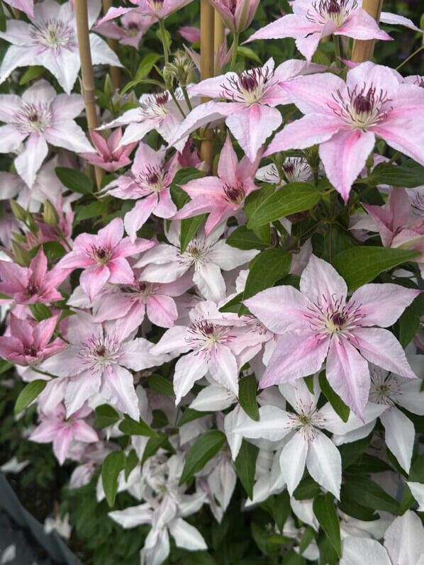 Clématite (Clematis) 'Pink Fantasy', pépinière Javoy, Saint Cyr en Val (45)