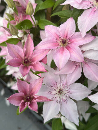 Clématite (Clematis) 'Pink Fantasy', pépinière Javoy, Saint Cyr en Val (45)