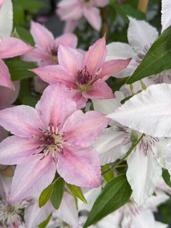 Clématite (Clematis) 'Pink Fantasy', pépinière Javoy, Saint Cyr en Val (45)