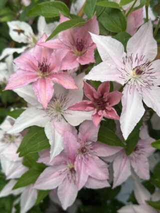 Clématite (Clematis) 'Pink Fantasy', pépinière Javoy, Saint Cyr en Val (45)