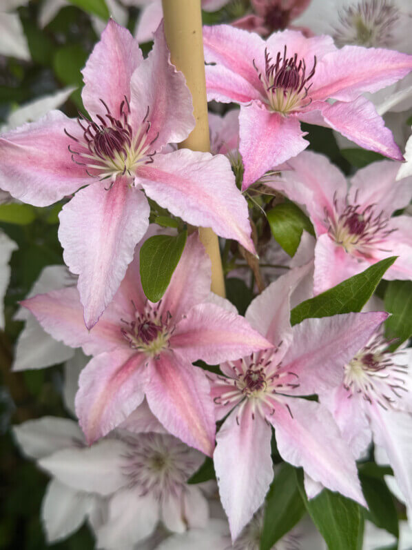 Clématite (Clematis) 'Pink Fantasy', pépinière Javoy, Saint Cyr en Val (45)