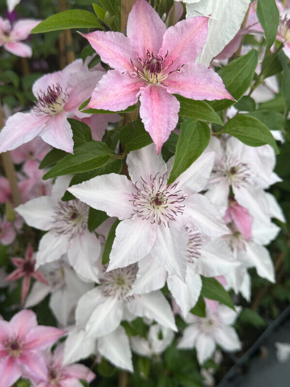 Clématite (Clematis) 'Pink Fantasy', pépinière Javoy, Saint Cyr en Val (45)