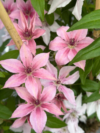 Clématite (Clematis) 'Pink Fantasy', pépinière Javoy, Saint Cyr en Val (45)