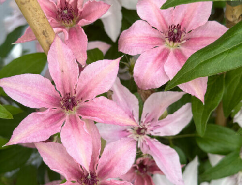 Clématite ‘Pink Fantasy’ à floraison remontante et abondante