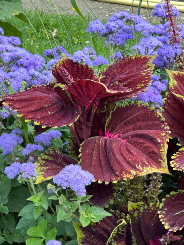 Coleus Kong Red et agératum en été dans le Jardin des Plantes, Paris 5e (75)