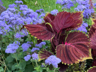 Coleus Kong Red et agératum en été dans le Jardin des Plantes, Paris 5e (75)