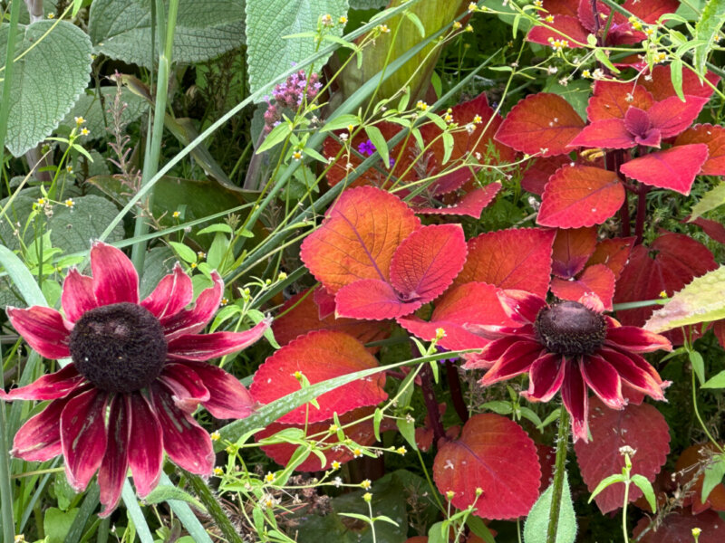 Coleus (Solenostemon) en été dans les jardins du Rond-point des Champs-Élysées, Paris 8e (75)