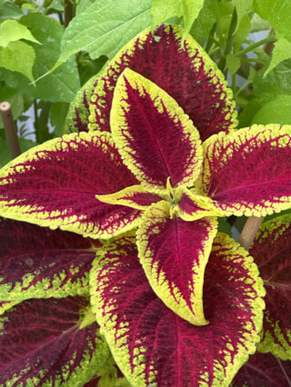 Coleus (Solenostemon) en été sur mon balcon, Paris 19e (75)