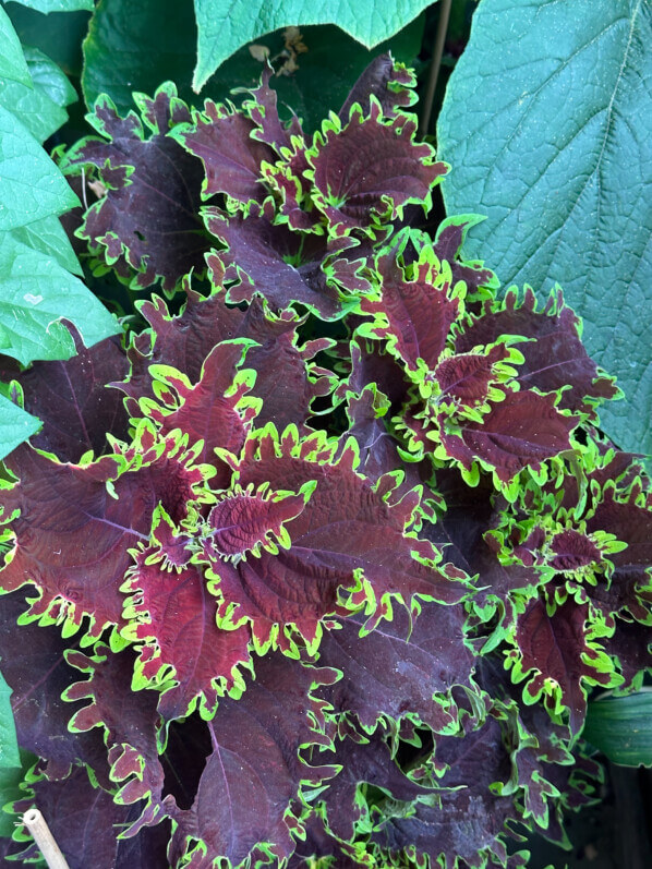 Coléus (Solenostemon) en été sur mon balcon, Paris 19e (75)