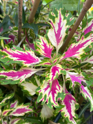 Coleus (Solenostemon) en été sur mon balcon, Paris 19e (75)