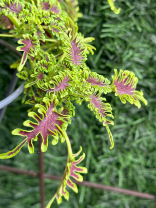 Coleus (Solenostemon) en été sur mon balcon, Paris 19e (75)