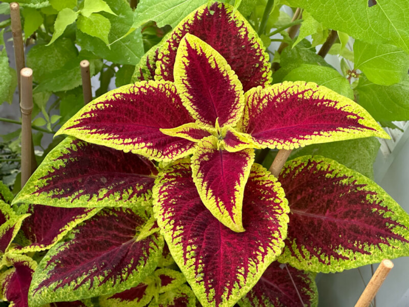 Coleus (Solenostemon) en été sur mon balcon, Paris 19e (75)