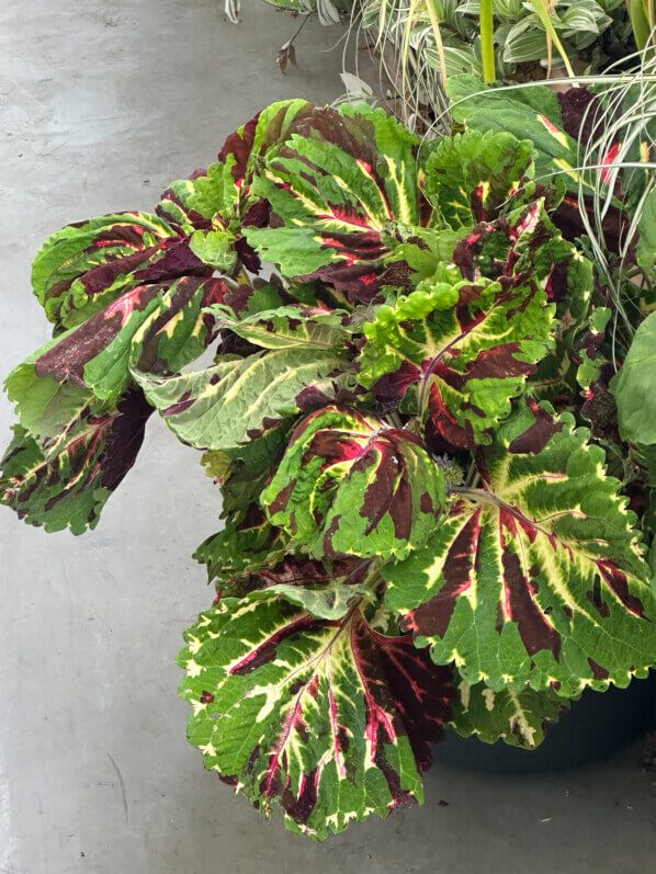 Coléus (Solenostemon) en été sur mon balcon, Paris 19e (75)