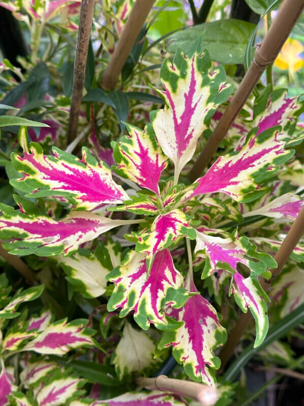 Coleus (Solenostemon) en été sur mon balcon, Paris 19e (75)