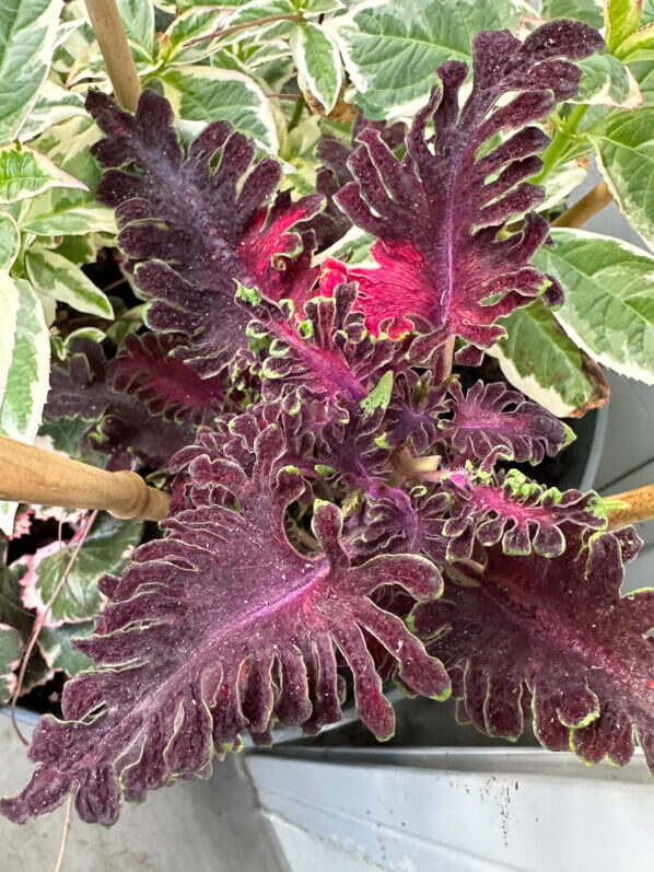 Coleus (Solenostemon) en été sur mon balcon, Paris 19e (75)