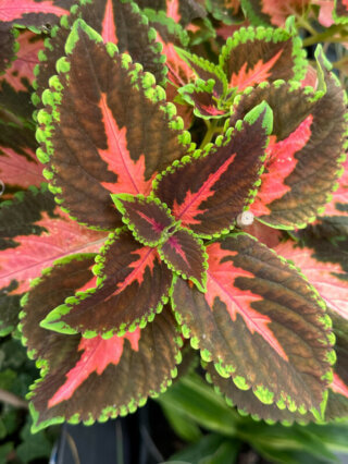 Coléus (Solenostemon) en été sur mon balcon, Paris 19e (75)