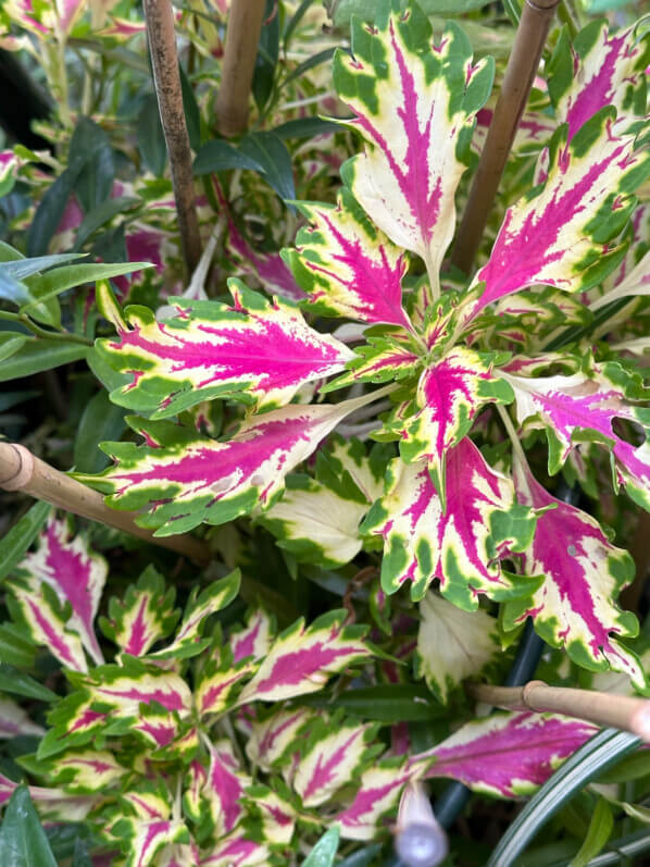 Coleus (Solenostemon) en été sur mon balcon, Paris 19e (75)