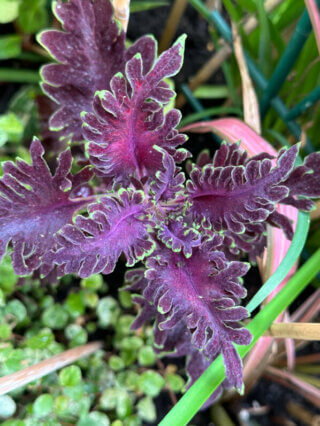 Coleus (Solenostemon) en été sur mon balcon, Paris 19e (75)