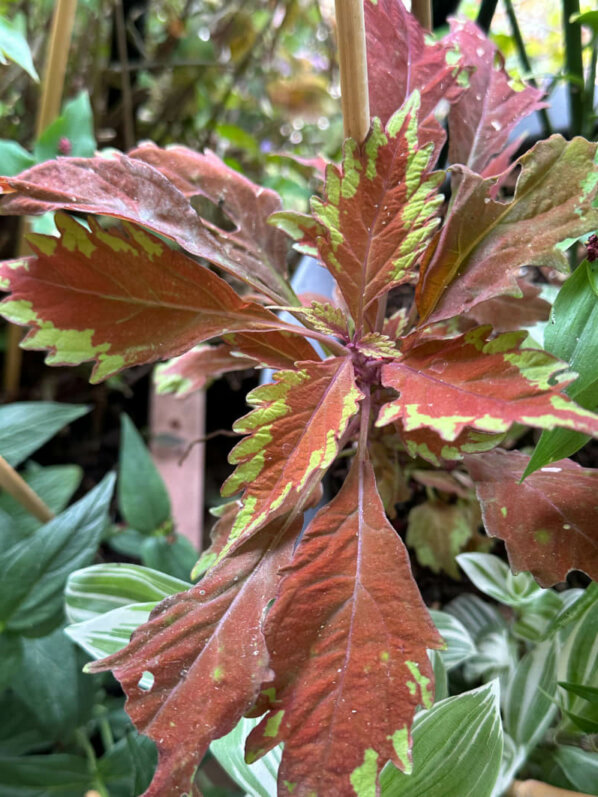 Coléus (Solenostemon) en été sur mon balcon, Paris 19e (75)