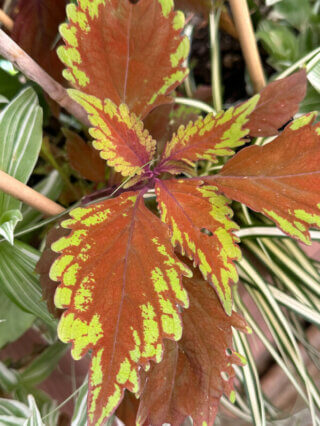 Coléus (Solenostemon) en été sur mon balcon, Paris 19e (75)