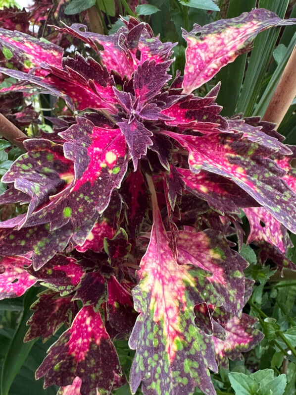 Coléus (Solenostemon) en été sur mon balcon, Paris 19e (75)