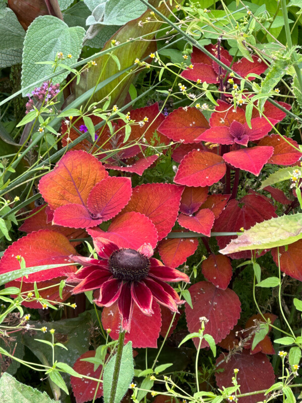 Coleus (Solenostemon) en été dans les jardins du Rond-point des Champs-Élysées, Paris 8e (75)