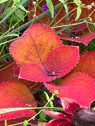 Coleus (Solenostemon) en été dans les jardins du Rond-point des Champs-Élysées, Paris 8e (75)