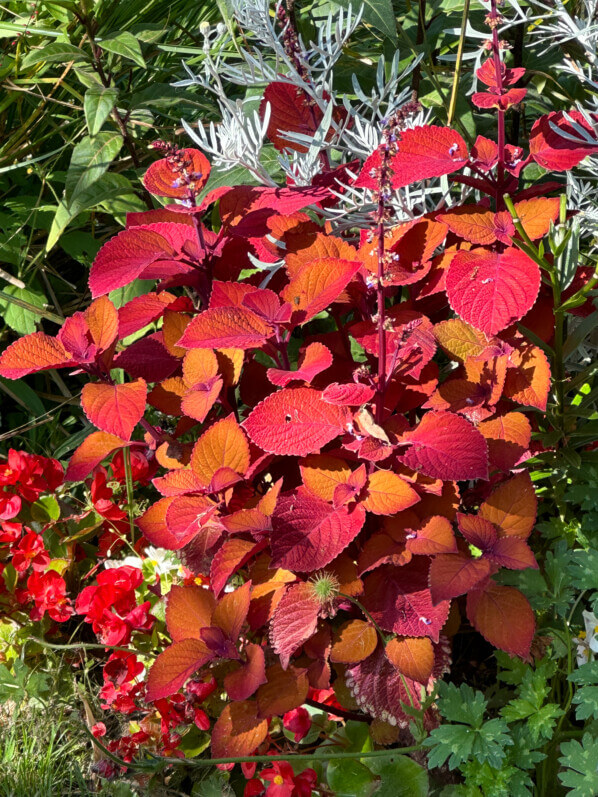 Coleus (Solenostemon), été