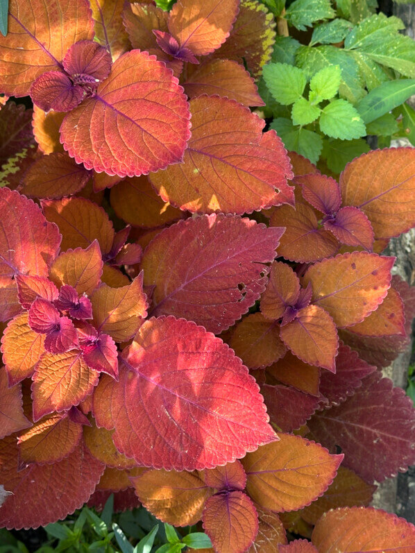 Coleus (Solenostemon), été