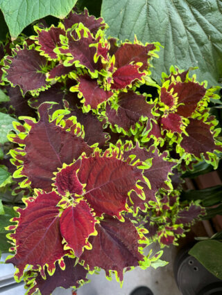 Coleus (Solenostemon) en été sur mon balcon, Paris 19e (75)