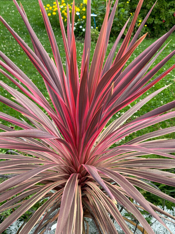 Cordyline 'Cherry Sensation', École Du Breuil, Paris 12e (75)