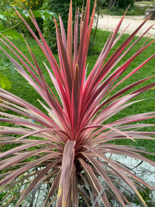 Cordyline 'Cherry Sensation', École Du Breuil, Paris 12e (75)