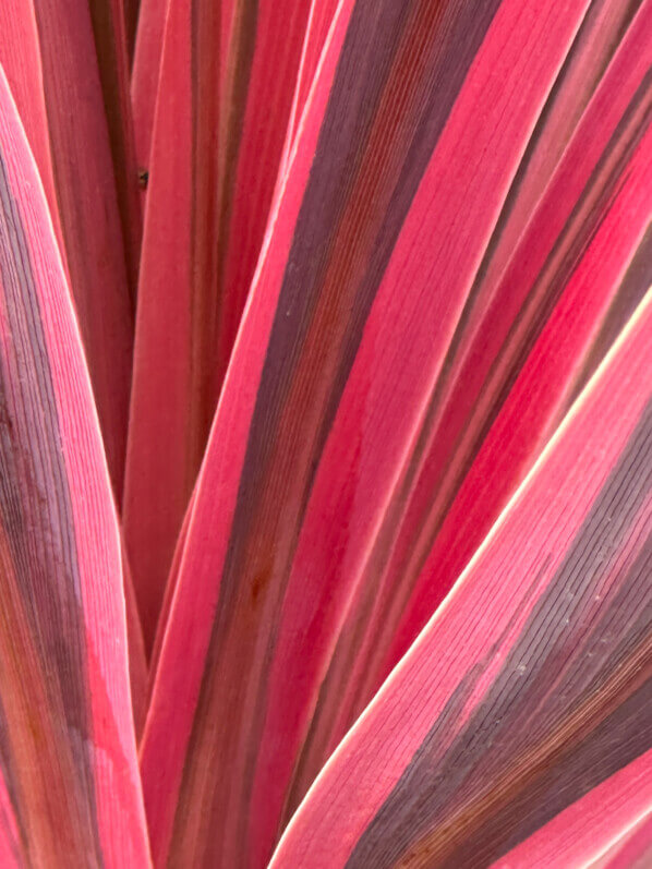 Cordyline 'Cherry Sensation', École Du Breuil, Paris 12e (75)