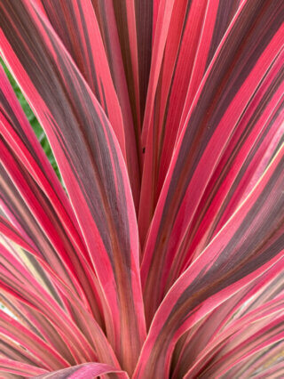 Cordyline 'Cherry Sensation', École Du Breuil, Paris 12e (75)