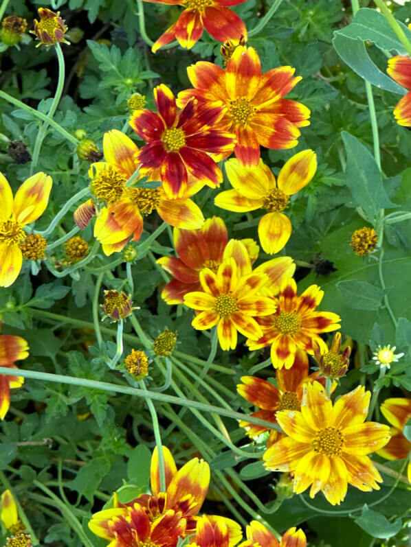 Coreopsis en été dans le Jardin des plantes, Paris 5e (75)