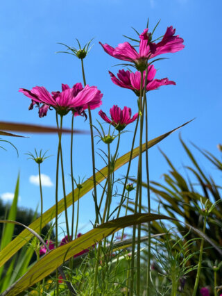 Cosmos en été dans le Jardin des plantes, Paris 5e (75)