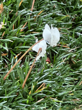 Fleurs de cyclamen en été dans le Jardin de Reuilly-Paul Pernin, Paris 12e (75)