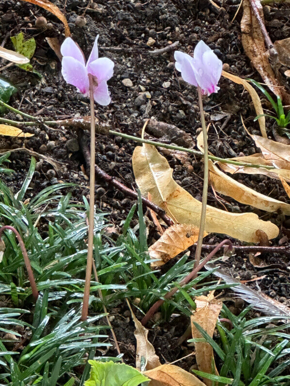 Fleurs de cyclamen en été dans le Jardin de Reuilly-Paul Pernin, Paris 12e (75)