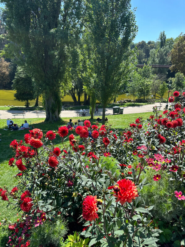 Dahlia 'Parc floral de Paris', fleurs en été dans le parc des Buttes-Chaumont, Paris 19e (75)